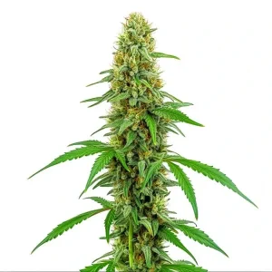 Green Crack Strain, reaching maturity with well-formed buds and vivid green leaves.