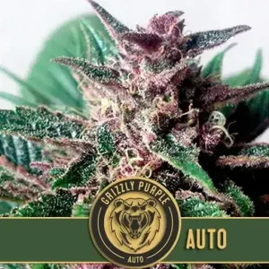 Grizzly Purple Auto plant with bold purple and green hues, showcasing dense, resinous buds in a natural outdoor setting