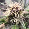 Grizzly Purple Auto cola displaying rich purple tones and orange pistils, covered with a layer of sparkling trichomes