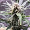 Close-up of Grizzly Purple Auto bud with vibrant purple hues and frosty trichomes, surrounded by lush serrated leaves
