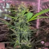 Grizzly Purple Auto plant with dense, trichome-covered buds and dark purple leaves, set under indoor grow lights