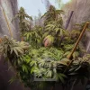 Grizzly Purple King strain plant with purple hues and bushy growth.