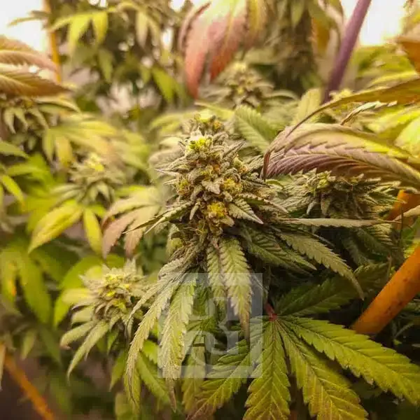 Bushy Grizzly Purple Kush strain plant with vibrant, healthy foliage.