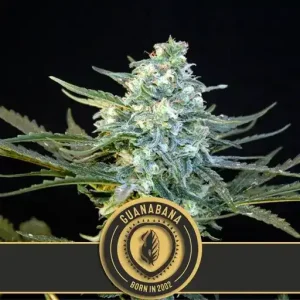 Guanabana strain highlighted with a thick layer of trichomes and bright green leaves.