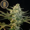 Tall Guanabana strain plant with multiple dense buds, bred for optimal yield.