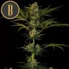 Guanabana strain plant with vibrant, healthy foliage.