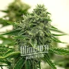 Close-up of Hippo High strain showing dense trichomes and healthy green leaves.