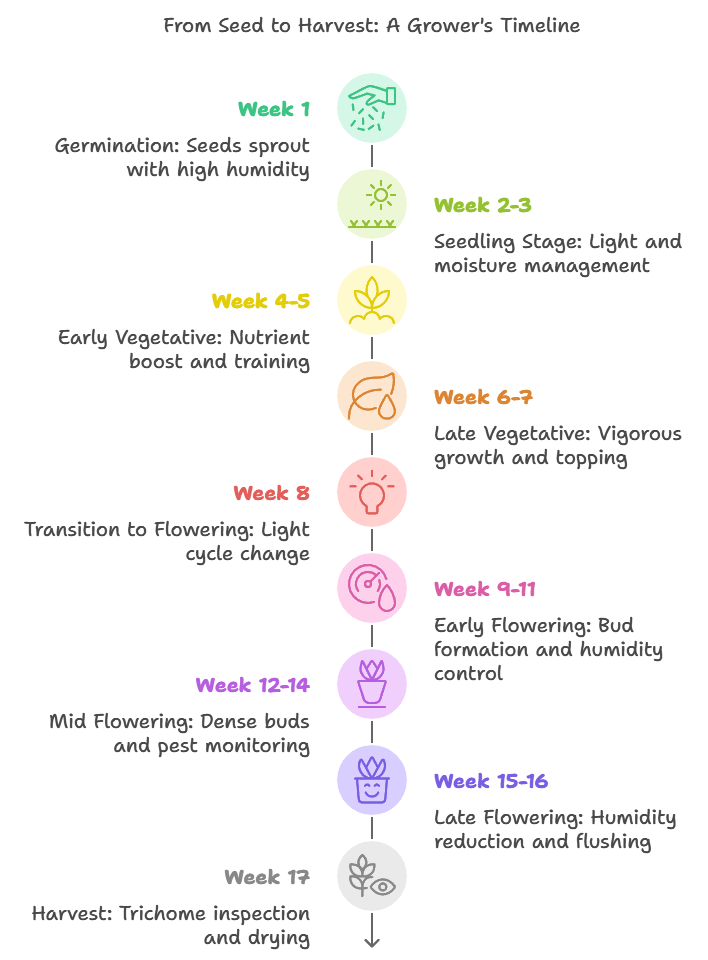 Week-by-week cannabis growth plan from seed to harvest, highlighting each stage of Arjan's Strawberry Haze cultivation.