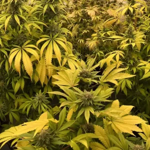 How to Grow Arjans Strawberry Haze