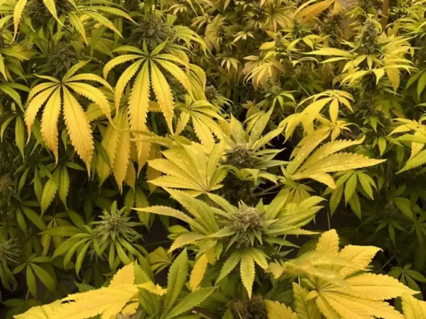 Arjan's Strawberry Haze plants nearing harvest, with vibrant yellow leaves indicating final flowering phase.