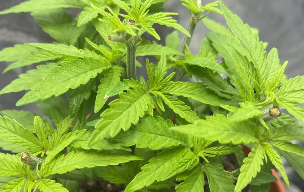 Healthy green leaves of Banana Krumble Strain in the vegetative phase, showing robust growth.