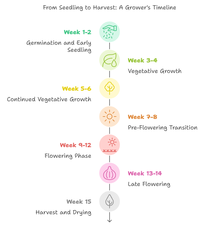 Growth timeline for Banana Krumble Strain, illustrating week-by-week phases from germination to harvest.