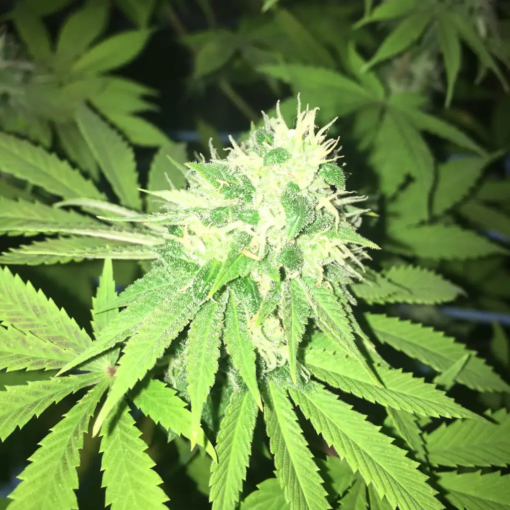 Close-up of a Big Tooth Strain bud with frosty trichomes and healthy green foliage, indicating optimal growth phase.