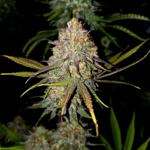 How to Grow Exodus Cheese Strain