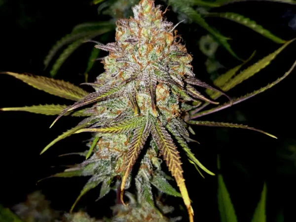 Close-up of a dense Exodus Cheese cannabis bud, showcasing its vibrant trichomes and orange pistils.