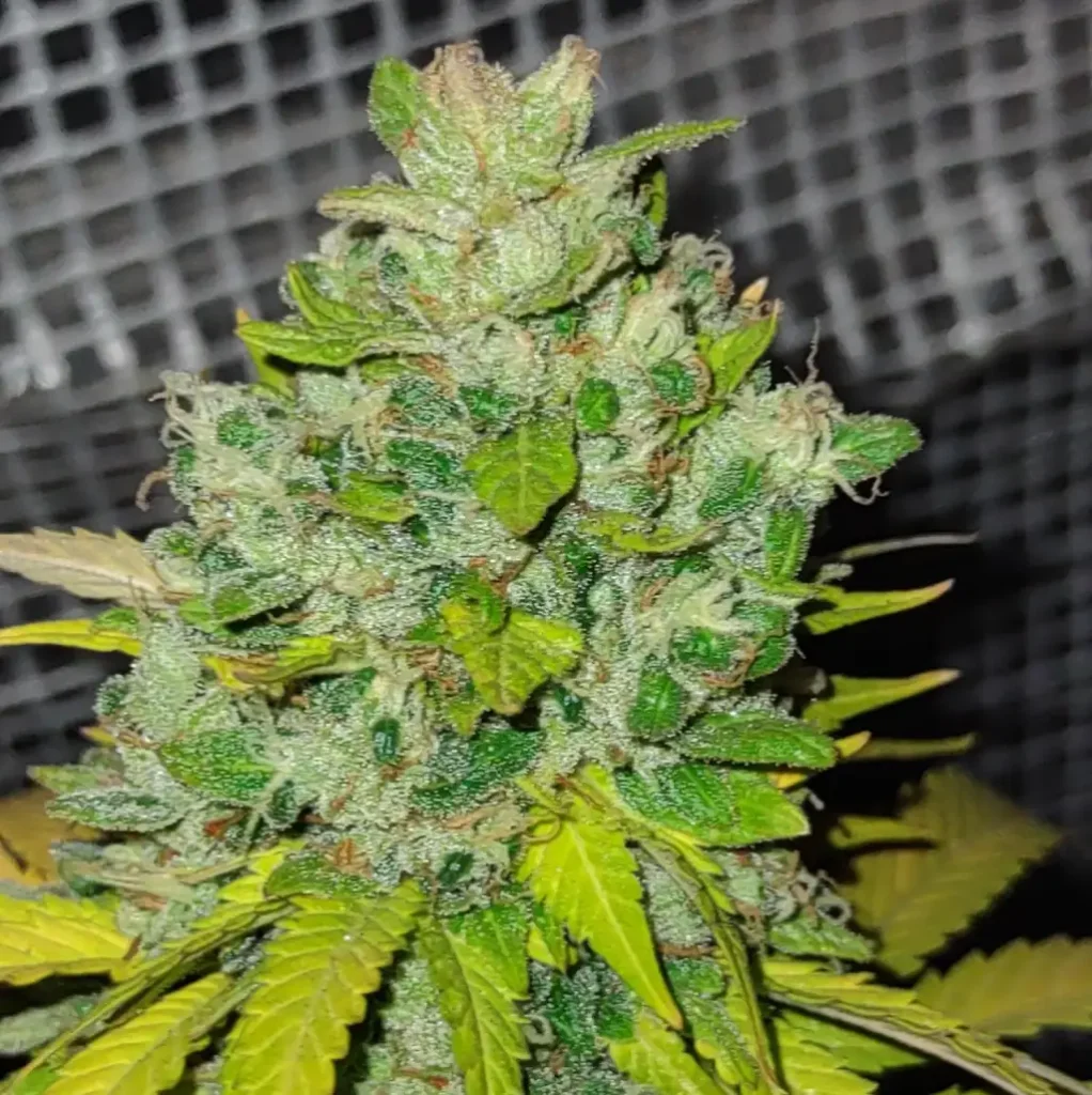 How to Grow Franco’s Lemon Cheese Strain