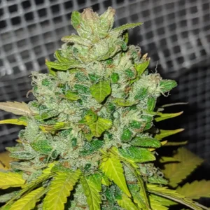How to Grow Franco’s Lemon Cheese Strain
