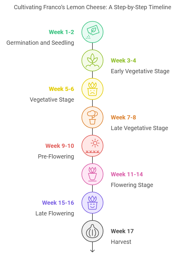 Cultivation timeline for Franco's Lemon Cheese strain, showing the growth stages week-by-week from germination to harvest.