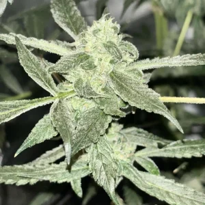 How to Grow Fullgas Strain