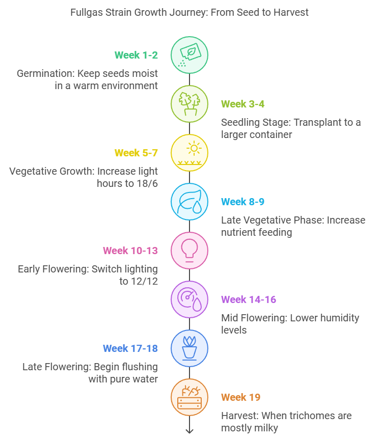 Week-by-week growth timeline for Fullgas strain from seed to harvest.