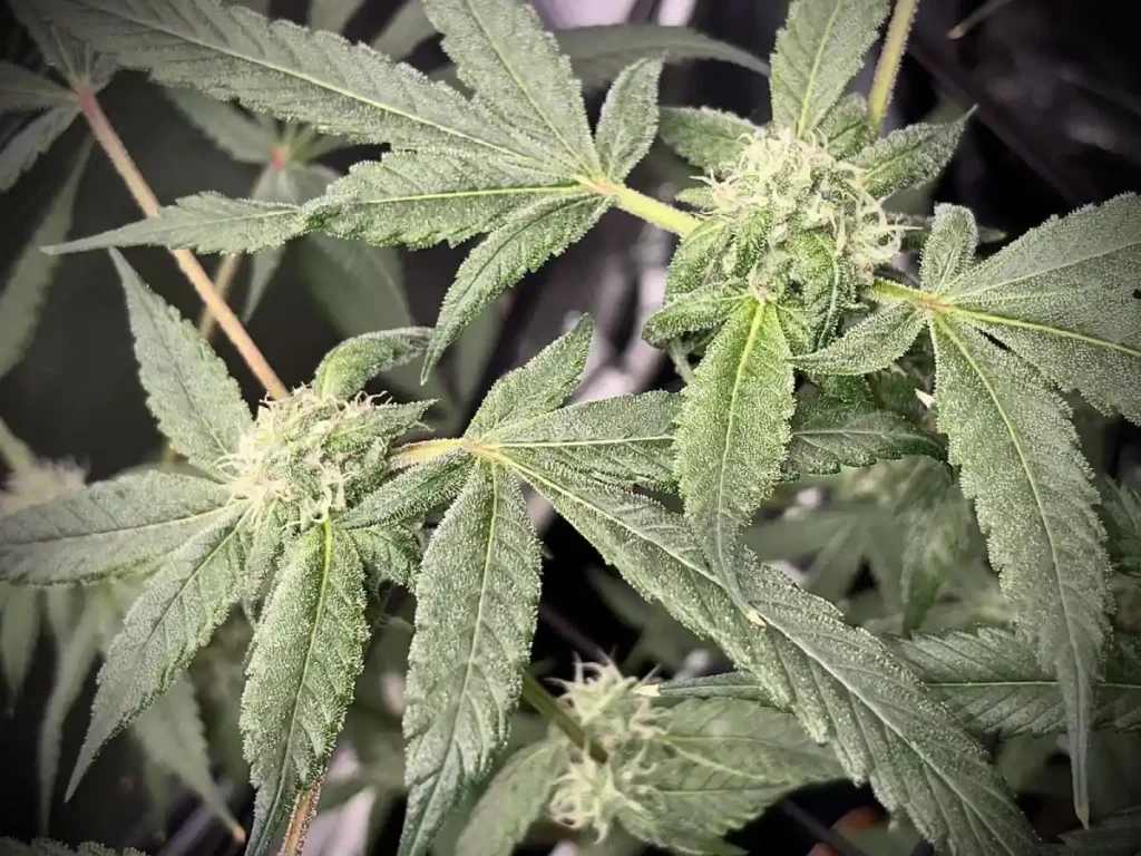 Fullgas strain cannabis plant showcasing multiple buds during the vegetative phase.