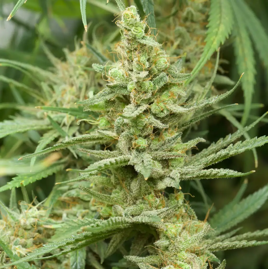 Close-up of a Hawaiian Snow cannabis bud showing dense trichomes and healthy green leaves