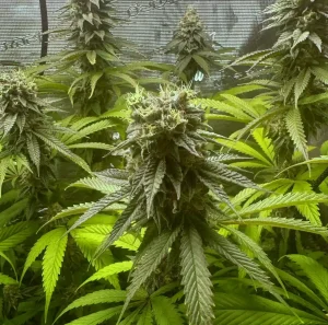 How to Grow Highcloudz Strain