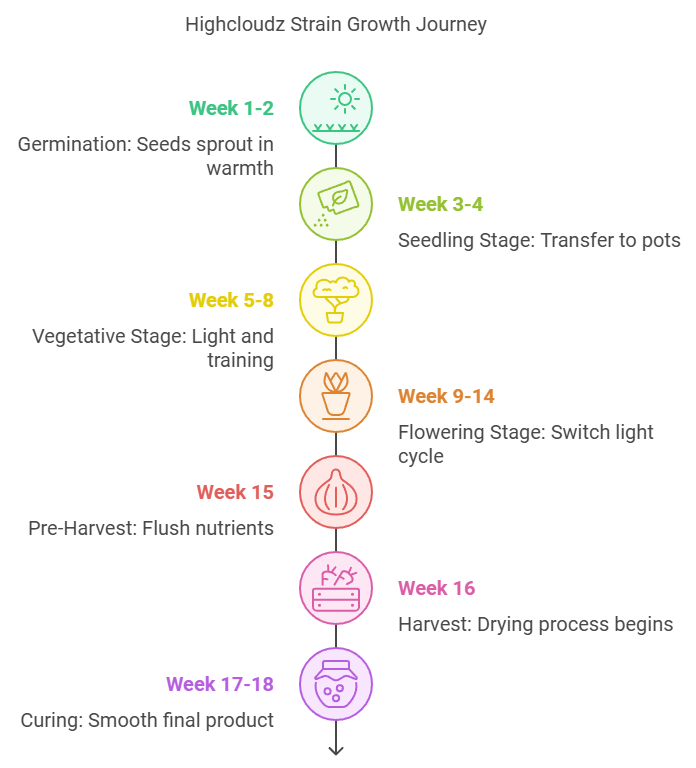 Growth journey infographic of the Highcloudz strain, detailing each stage from germination to curing with colorful icons.