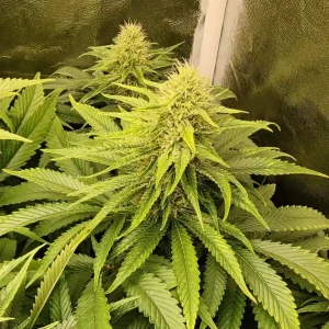 How to Grow Himalaya Gold Strain
