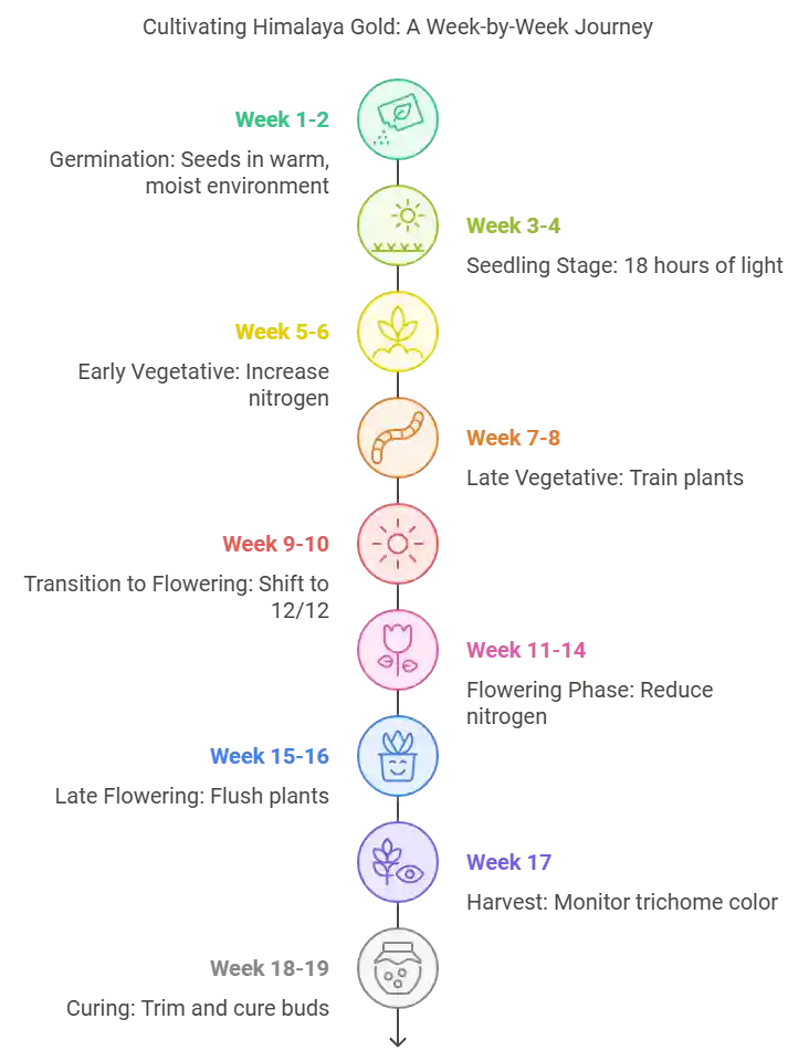 Step-by-step growth cycle infographic for Himalaya Gold strain, highlighting each stage from germination to harvesting and curing.