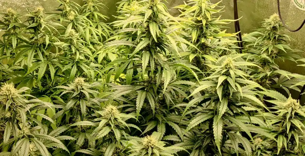 Himalaya Gold strain cannabis plants in the flowering phase, displaying numerous buds and healthy green leaves in an indoor grow setup.