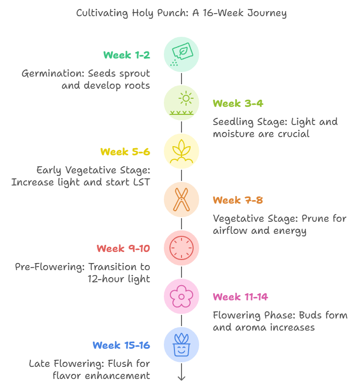 Holy Punch cannabis growing timeline: a 16-week journey from germination to late flowering.