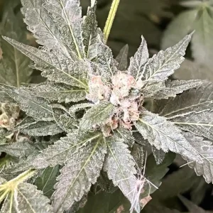 How to Grow Milky Dreams Strain