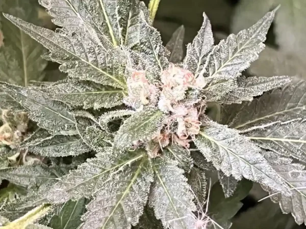 Milky Dreams cannabis plant covered in frosty trichomes, highlighting its dense buds and vibrant green leaves.
