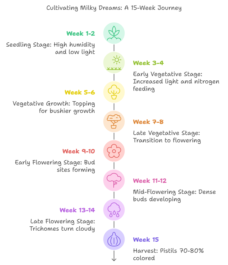 Infographic showing the 15-week growth stages of Milky Dreams Strain, from seedling stage to harvest.