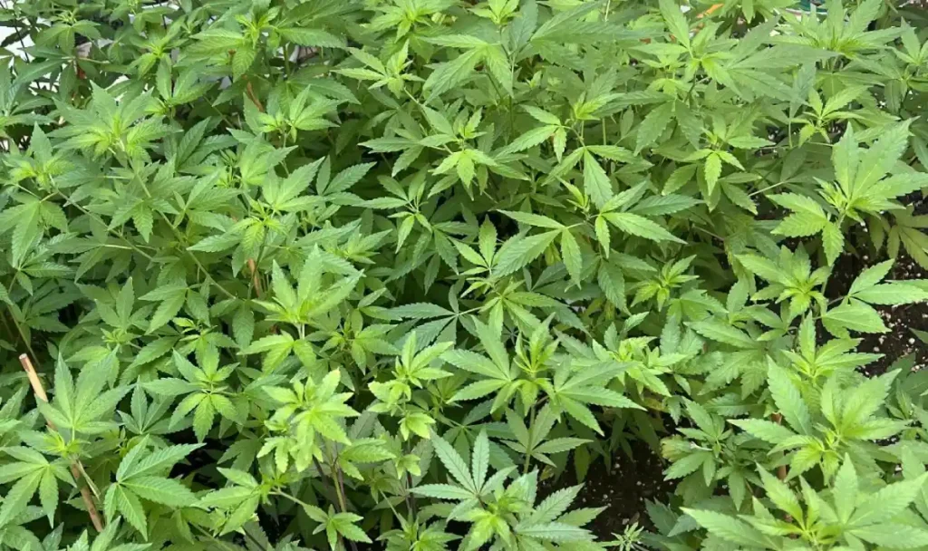 Lush green Milky Dreams cannabis plants in vegetative stage, showcasing healthy, vibrant leaves ready for further growth.