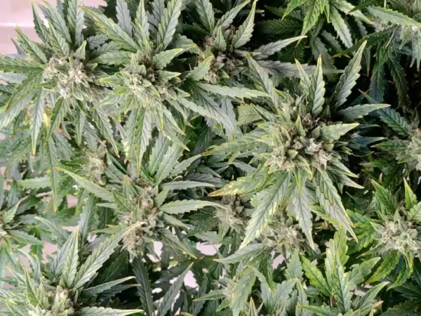 Close-up of Neville's Haze Strain buds with dense foliage, showing healthy growth and vibrant green leaves.