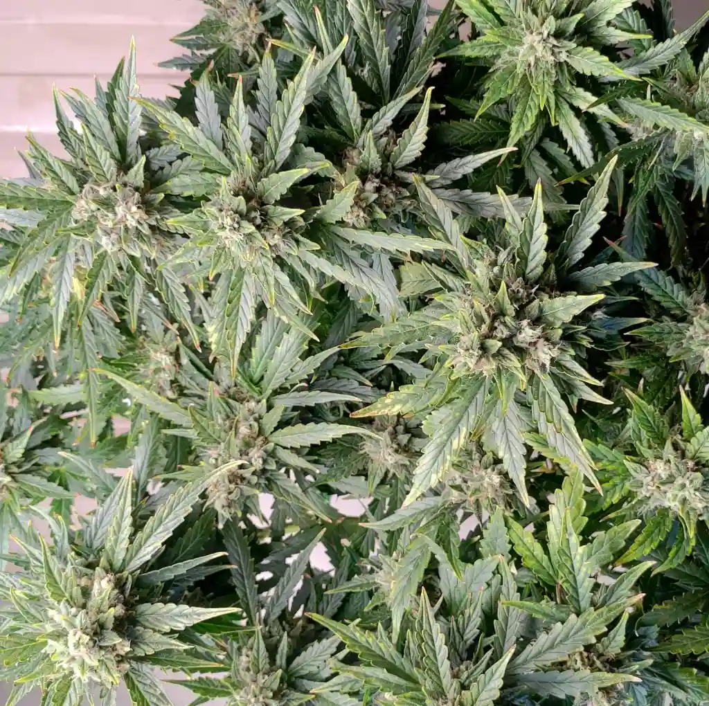 Close-up of Neville's Haze Strain buds with dense foliage, showing healthy growth and vibrant green leaves.