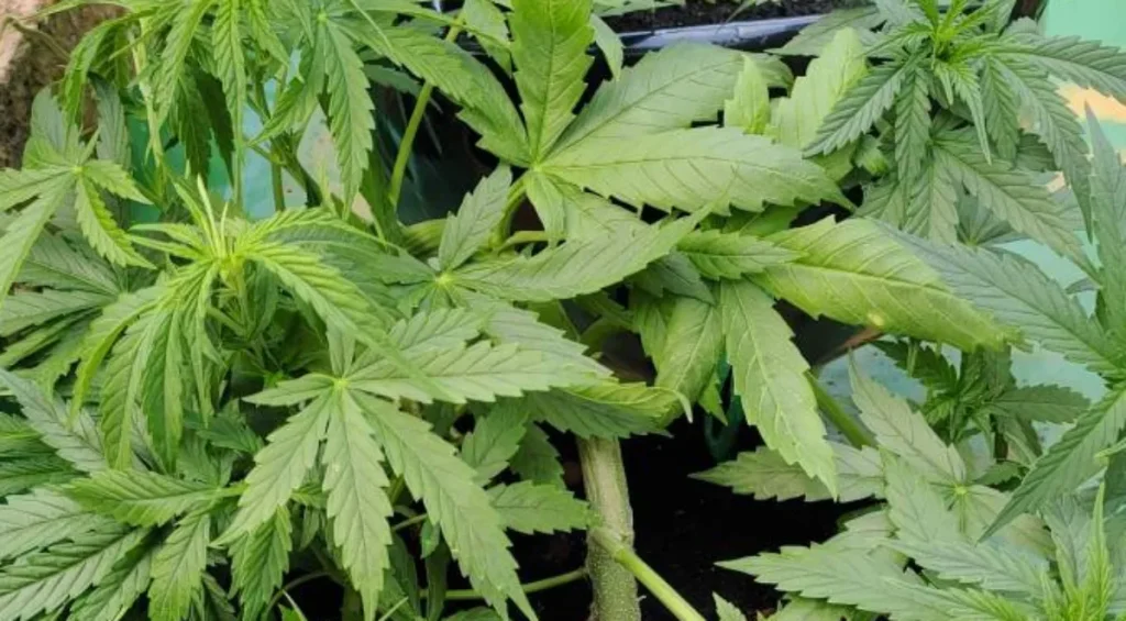 Young Neville's Haze Strain cannabis plant in early vegetative stage, with large green leaves and sturdy stems.