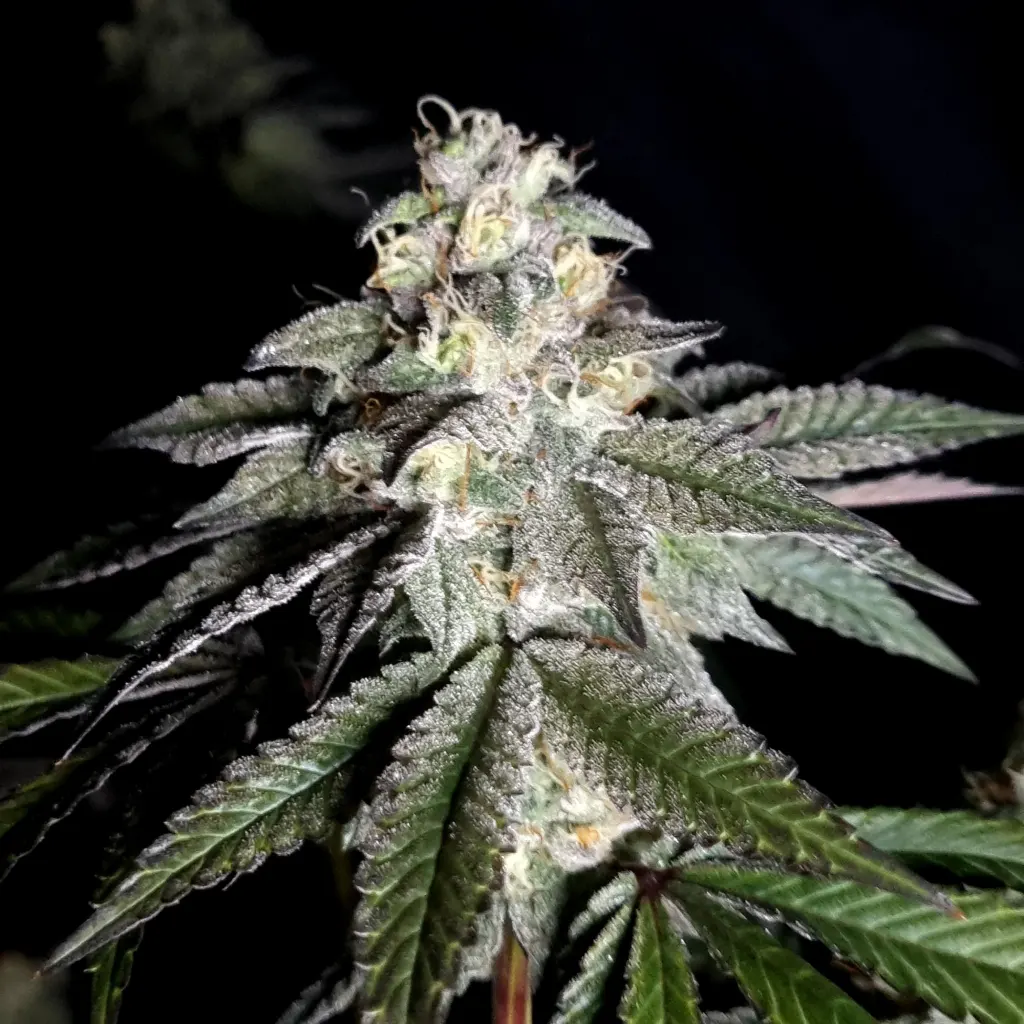 Close-up of a mature Nori Cake cannabis bud with trichomes visible under proper indoor lighting.