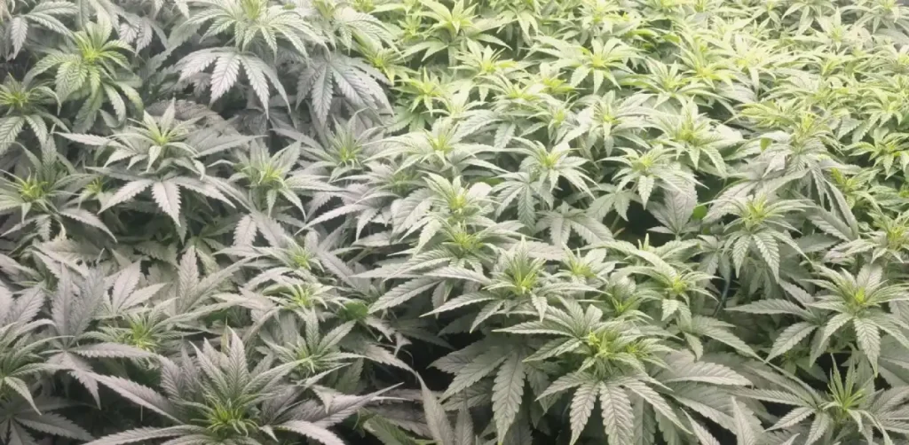 Top view of a healthy Nori Cake cannabis garden, showing dense foliage and early flowering stage under controlled conditions.