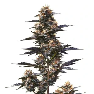 Jokerz Strain de Blimburn Seeds, exhibiendo cogollos densos y cubiertos de resina.