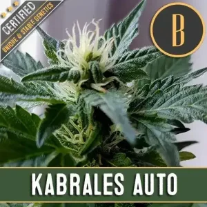 Kabrales Auto plant with robust buds and green serrated leaves, showcasing dense structure and natural lighting