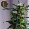 Close-up of Kabrales Auto bud with pale pistils and a frosty trichome layer, surrounded by lush green foliage