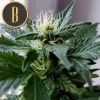 Kabrales Auto plant with fresh buds and serrated leaves, highlighted by natural green tones under soft indoor lighting