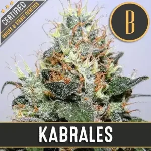 Close-up of Kabrales cannabis strain, covered in dense trichomes and vibrant pistils.