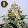 Kabrales strain showcasing its frosty buds with orange hairs and resinous trichomes.