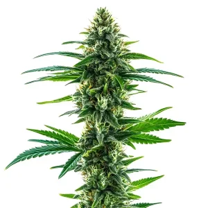 Tall, lush Khalifa Kush Strain with dense buds and vibrant green leaves.