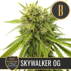 Kyle's Skywalker OG strain in its flowering stage, showing dense green colas.