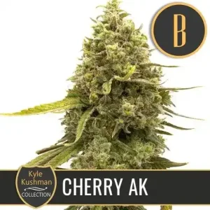 Kyle's Cherry AK plant by Kyle Kushman with striking buds and vibrant trichomes